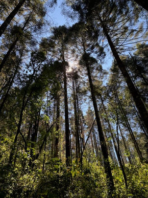 Valle de Bravo and Monarch Butterfly Biosphere Reserve Trip February 8-12, 2027 Travel Heritage by Hand 