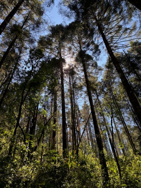 Valle de Bravo and Monarch Butterfly Biosphere Reserve Trip February 8-12, 2027 Travel Heritage by Hand 