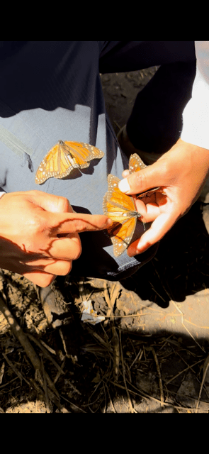 Valle de Bravo and Monarch Butterfly Biosphere Reserve Trip February 8-12, 2027 Travel Heritage by Hand 