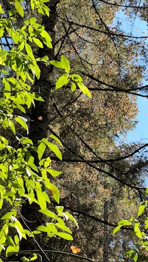 Valle de Bravo and Monarch Butterfly Biosphere Reserve Trip February 8-12, 2027 Travel Heritage by Hand 