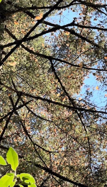 Valle de Bravo and Monarch Butterfly Biosphere Reserve Trip February 8-12, 2027 Travel Heritage by Hand 