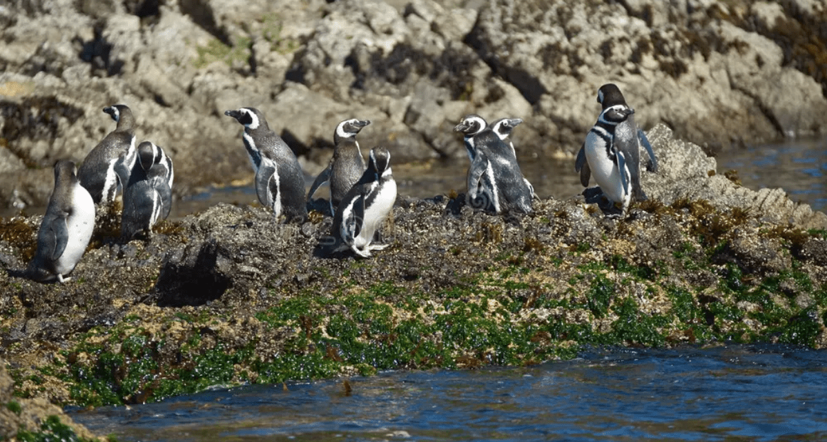 Artisan Traditions of Chile: A Journey from Santiago to Patagonia February 14-March 1, 2027 Heritage by Hand Travel 